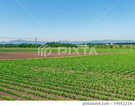 北海道十勝農田和日高山 54951214