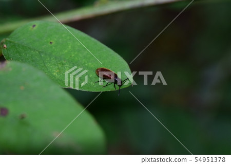 Ham arrowhead (Omekishenahamidaheadashi) 54951378