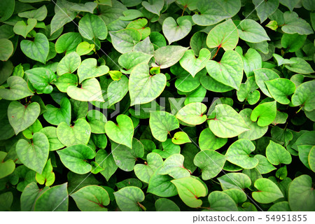 Houttuynia Cordata Thunb herbs and vegetables. 54951855