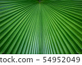 Abstract of green palm leaf for background 54952049