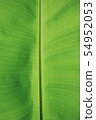 Green banana leaves as background 54952053