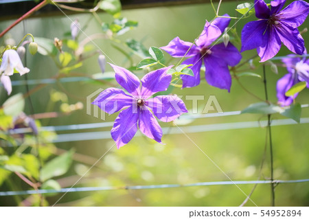 Clematis flower Clematis flower 54952894