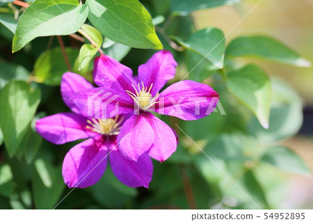 Clematis flower Clematis flower 54952895