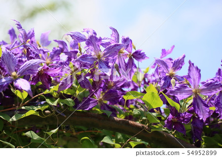 Clematis flower Clematis flower 54952899