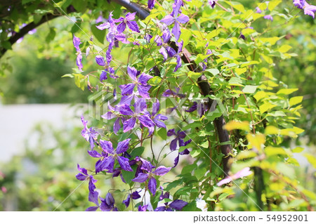 鐵線蓮花 54952901
