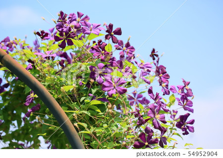鐵線蓮花 54952904