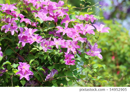 Clematis flower 54952905