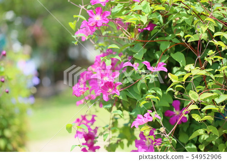 Clematis flower Clematis flower 54952906