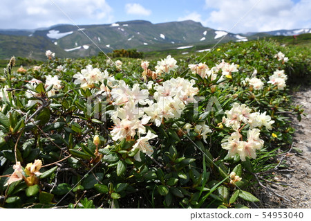 杜鵑花杜鵑花 54953040