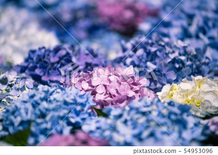 Kusanji的繡球花 54953096