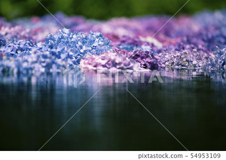 Hydrangea of Kusanji Hydrangea of Kusanji 54953109