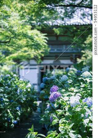Hydrangea of Kusanji 54953112