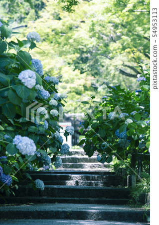 Hydrangea of Kusanji 54953113