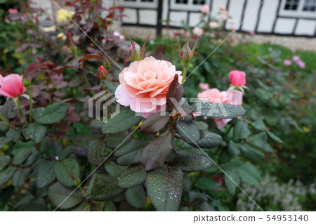 Rose Distant Drums Distant Drums Rose Distant Drums Distant Drums 54953140