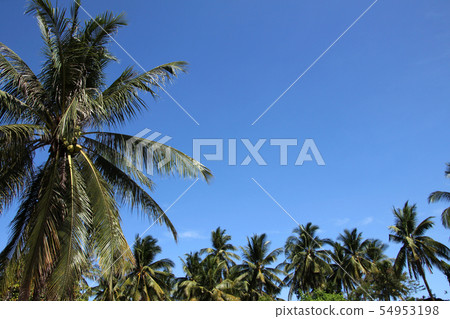 棕櫚樹 54953198