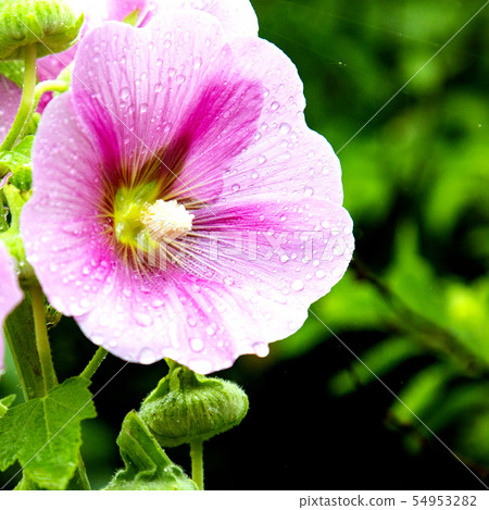hollyhock hollyhock 54953282