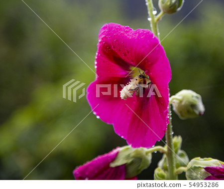 Red flower 54953286