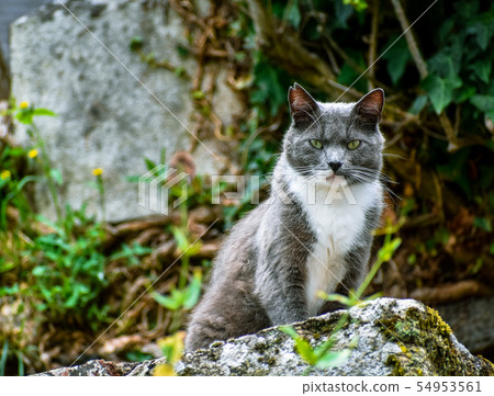 Close-up of cat posing on a stone, looking defiant Close-up of cat posing on a stone, looking defiant 54953561