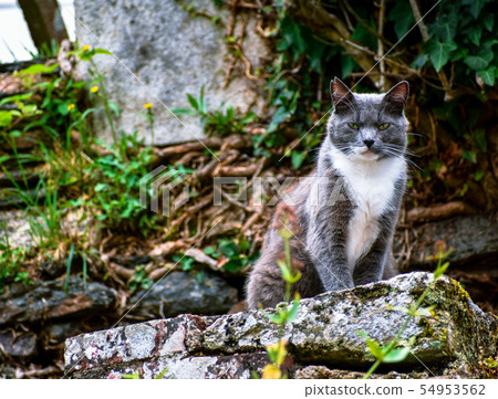 Cat posing on a stone looking defiant at the Cat posing on a stone looking defiant at the 54953562