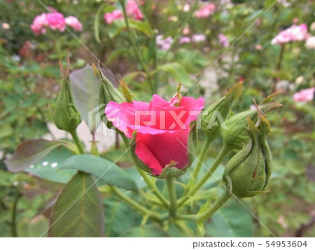 Rose Dimukazuko DimKazuko Rose Dimukazuko DimKazuko 54953604