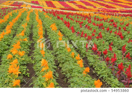 在那須高原的山丘上,紅色、綠色和黃色的雞冠花像條紋一樣綻放 在那須高原的山丘上,紅色、綠色和黃色的雞冠花像條紋一樣綻放 54953860