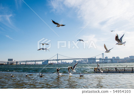 Seagull Bird Tokyo Rainbow Bridge 54954103