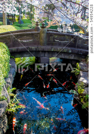淀川河花園 淀川河花園 54954228