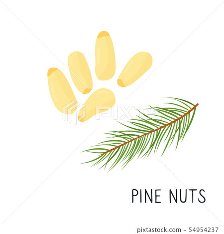 Flat pine nuts, cedar isolated on white background 54954237