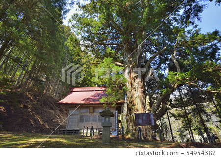 Sugino no Sugi 54954382