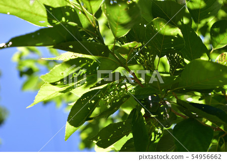 Fresh green insect bite Fresh green insect bite 54956662