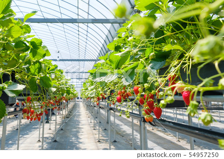 Strawberries grown in house grown Fruits Greenhouse Strawberries grown in house grown Fruits Greenhouse 54957250