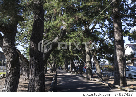 Boardwalk "God's Road" around Matsubara, Miho area, Shizuoka Prefecture / Miho Boardwalk "God's Road" around Matsubara, Miho area, Shizuoka Prefecture / Miho 54957438
