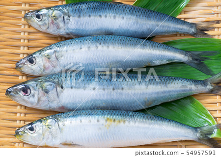 Sardine 54957591