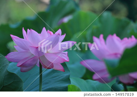 聖花 聖花 54957819