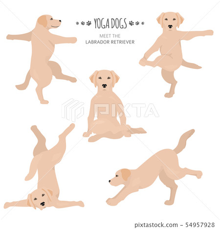 Yoga Dogs Poses And Exercises Labrador Retriever Stock Illustration 54957928 Pixta