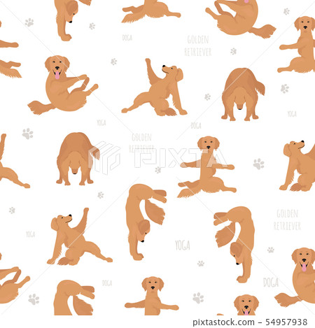 Yoga dogs poses and exercises. Golden retriever - Stock Illustration ...