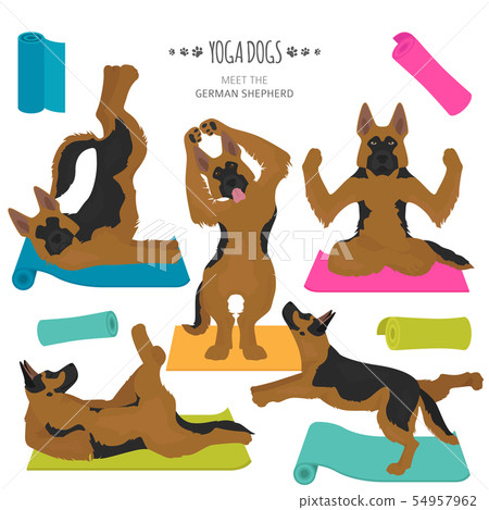 Yoga dogs poses and exercises. German shepherd Yoga dogs poses and exercises. German shepherd 54957962