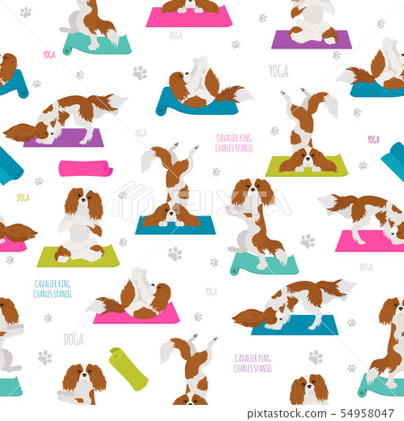 Yoga dogs poses and exercises. Cavalier King 54958047