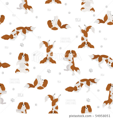Yoga dogs poses and exercises. Cavalier King 54958051