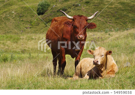 Young calf and his mother grazing in the pasture Young calf and his mother grazing in the pasture 54959038