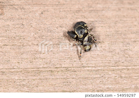 A small jumping spider that resembles a living creature, a spider, a flying squirrel or a crow fly. This is like a young male 54959297