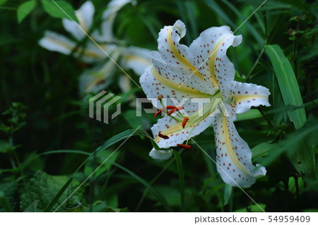 The king of lily 54959409