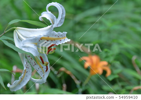 The king of lily The king of lily 54959410