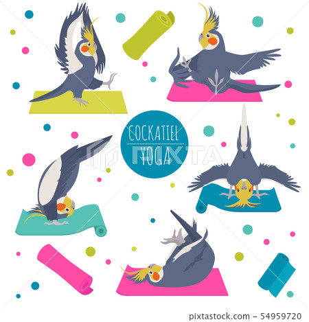 Cockatiel yoga poses and exercises. Cute cartoon Cockatiel yoga poses and exercises. Cute cartoon 54959720