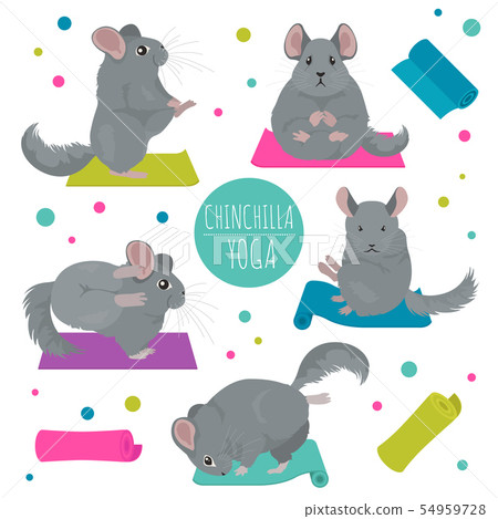 Chinchilla Yoga Poses And Exercises Cute Cartoon Stock Illustration 54959728 Pixta