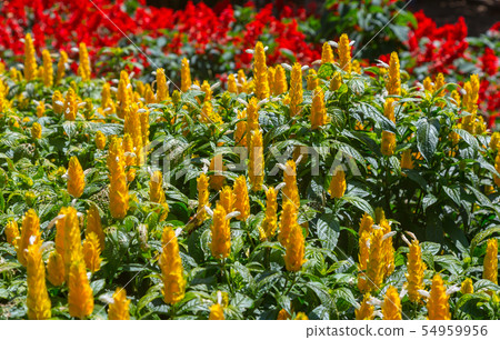 Pachystachys lutea yellow flowers on trees blooming in garden Pachystachys lutea yellow flowers on trees blooming in garden 54959956