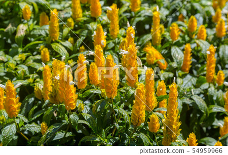 Flower Pachystachys lutea 54959966