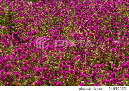 Pink gomphrena globular 54959985
