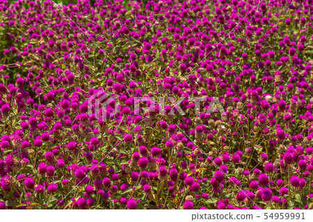 Pink gomphrena globular Pink gomphrena globular 54959991