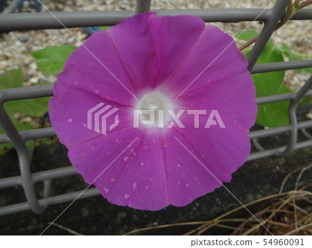 Ascending morning glory Ascending morning glory 54960091